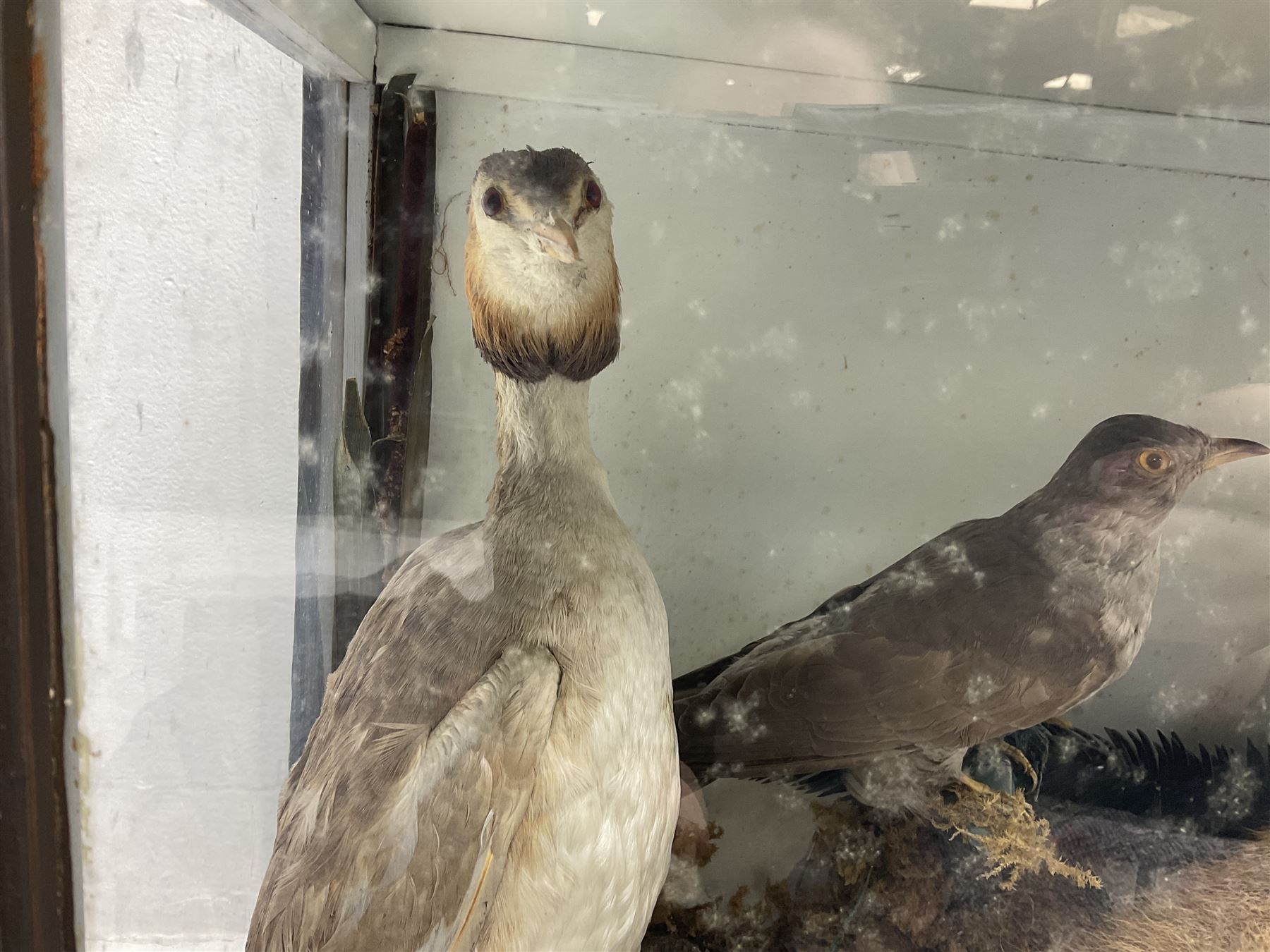 Taxidermy: 19th century cased display Red Fox (Vulpes vulpes) with pray, weasels (Mustela), Great Crested Grebe (Podiceps cristatus), and other birds in a naturalistic setting against a painted backboard, encased within an ebonised three pane display case, H56cm D38cm W113cm