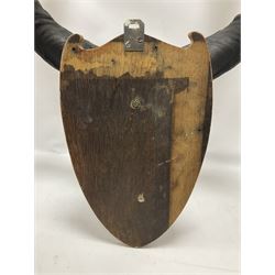Antlers/Horns: Greater Kudu (Tragelaphus Strepsiceros), Pair of Kudu curved horns on partial skull, mounted on an oak shield, H120cm