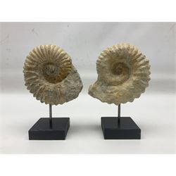 Pair of ammonite fossils, each individually mounted upon a rectangular wooden base, age; Cretaceous period, location; Morocco, H19cm