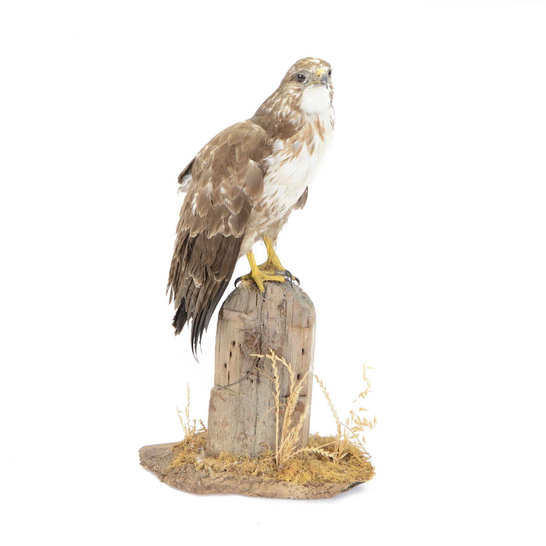 Taxidermy: European Honey Buzzard (Pernis apivorus), full adult mount adult perched atop a fence post, amidst a naturalistic setting on a wooden base, H65cm