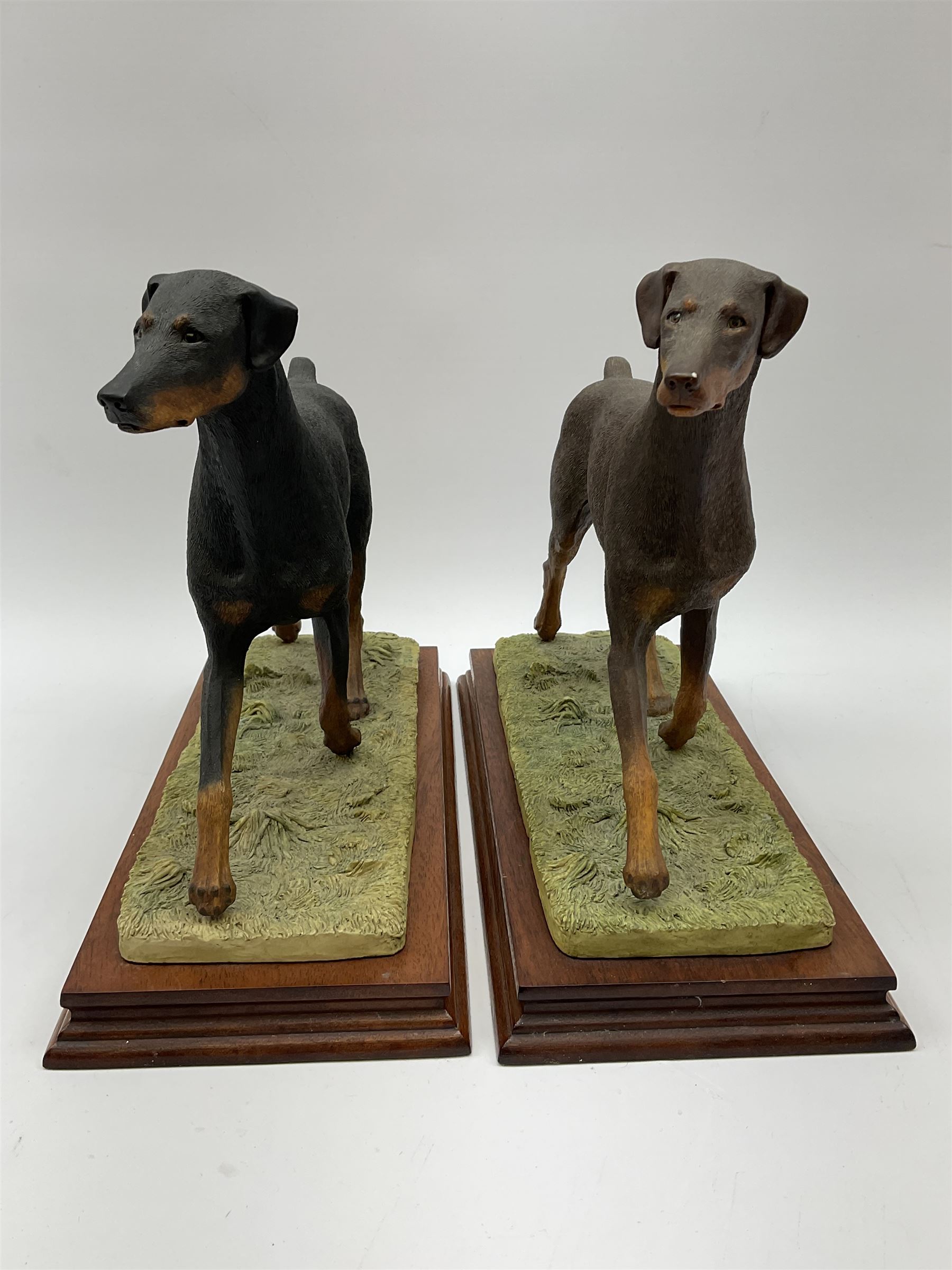 Border Fine Arts Doberman Pinscher, black with brown markings, limited edition 279 of 500 modelled by Elizabeth Waugh, with plinth H20.5cm, together with Border Fine Arts Doberman Pinscher, dark brown with light brown markings, limited edition 297 of 500 modelled by Elizabeth Waugh, with plinth H20.5cm