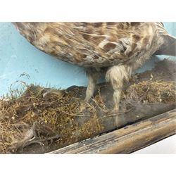 Taxidermy; Cased pair of Ruffed Grouse (Bonasa umbellus), male and female adult mounts, in a naturalistic setting, encased within a single pane display case, H39cm, L68cm