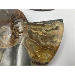 Two ammonite fossil slices, with polished finish, age: Cretaceous period, location: Madagascar, D12cm