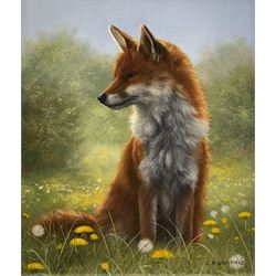  Carl Whitfield (British 1958-): 'Fox in Meadow', oil on board signed 14cm x 11.5cm
Provenance: with Lairgate Galleries, Beverley, original receipt verso