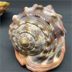 Conchology: selection of shells, including gold pearl oyster shell, mother of pearl turbo marmaratus shell, Cypraecassis Rufa red helmet shell, Mitre shell, Paua shell and others, largest D19cm