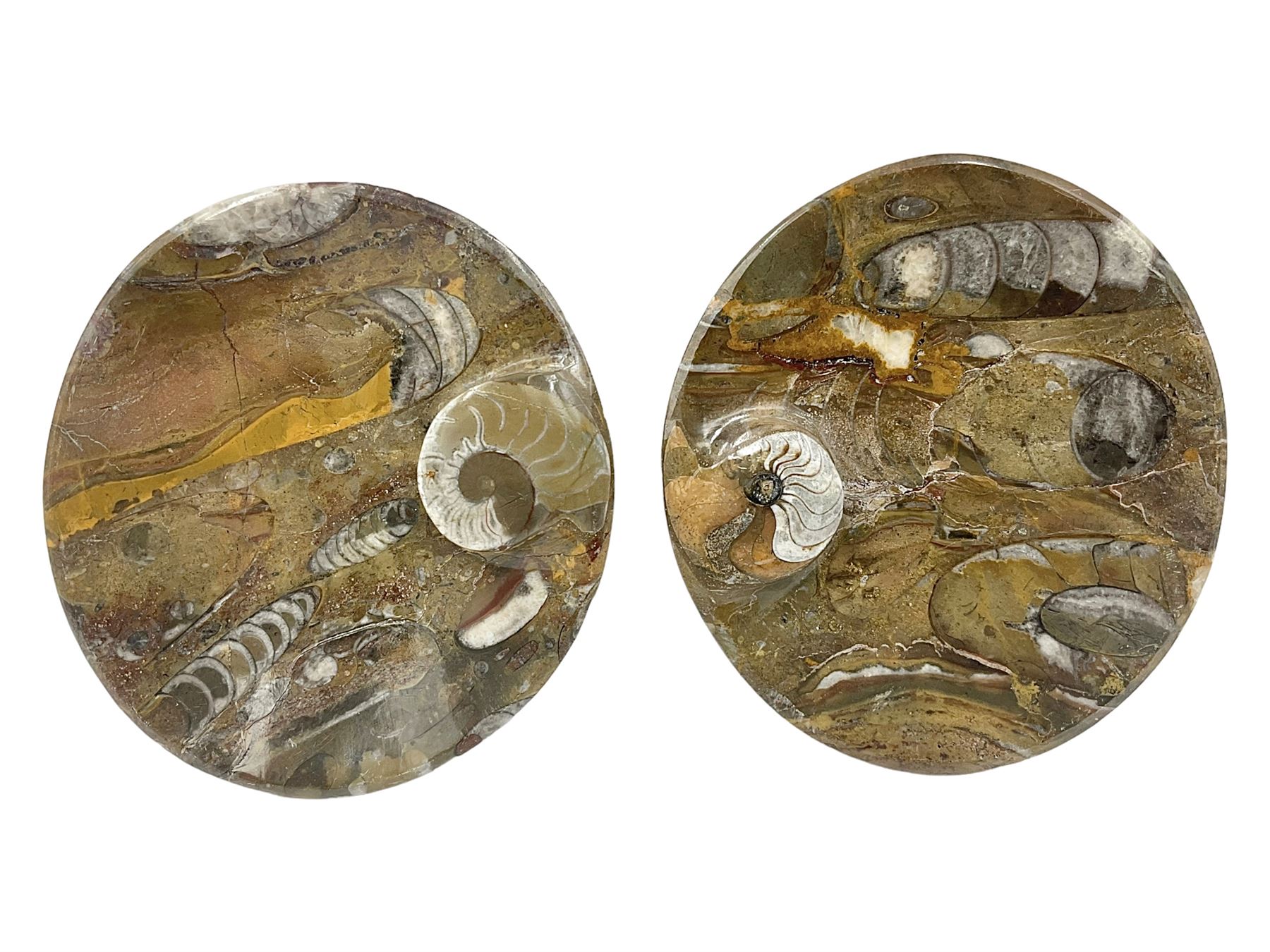 Pair of oval dishes, with a raised Goniatite to the side, Orthoceras and Goniatites inclusion, D12cm 