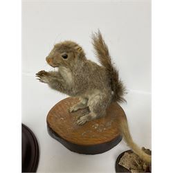 Taxidermy; Red fox mask (Vulpes vulpes), together with stoat (Mustela erminea) study and squirrel (Sciuridae), all on wood bases