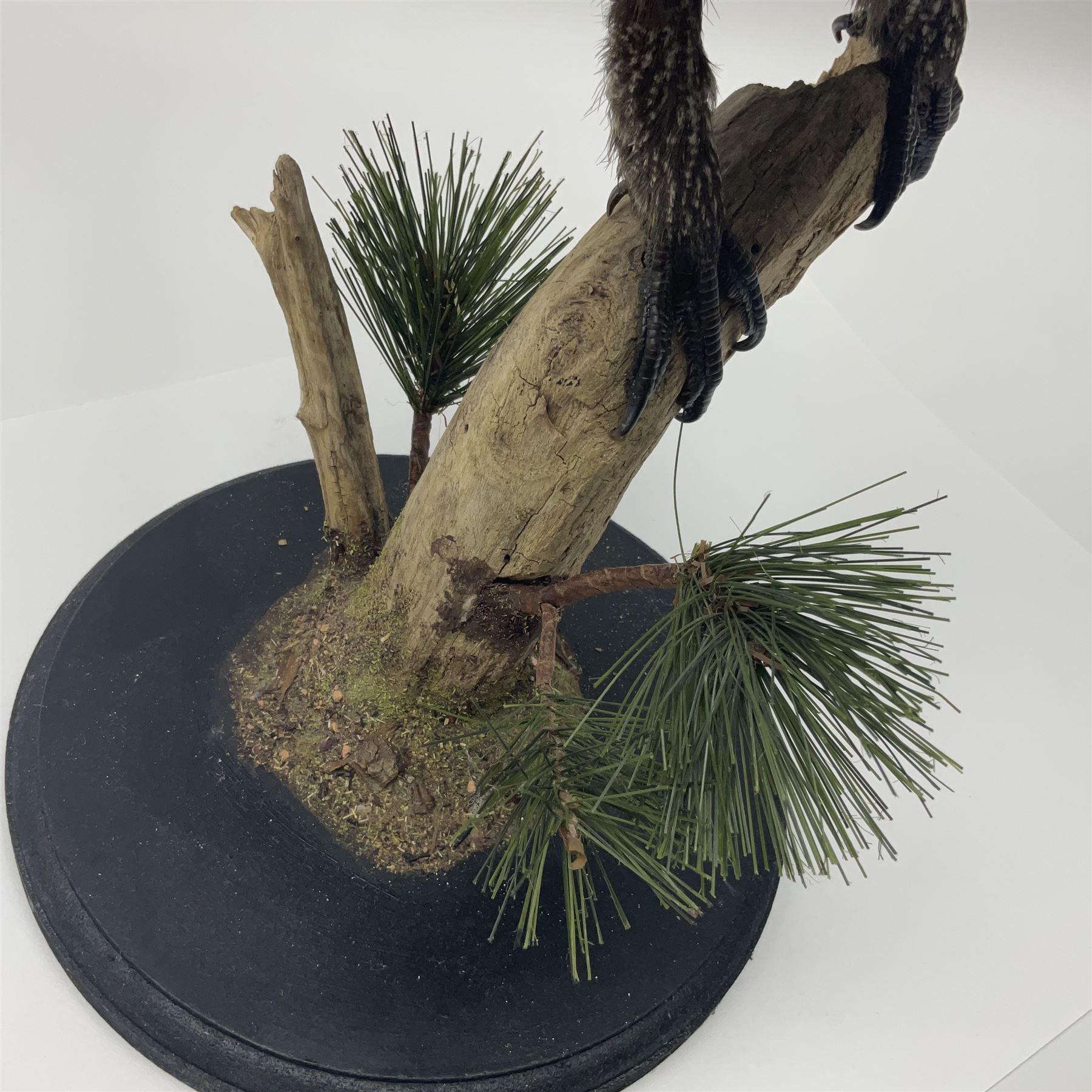 Taxidermy: Black Grouse (Lyrurus tetrix), full mount adult cockbird, open display perched upon a branch, H48cm