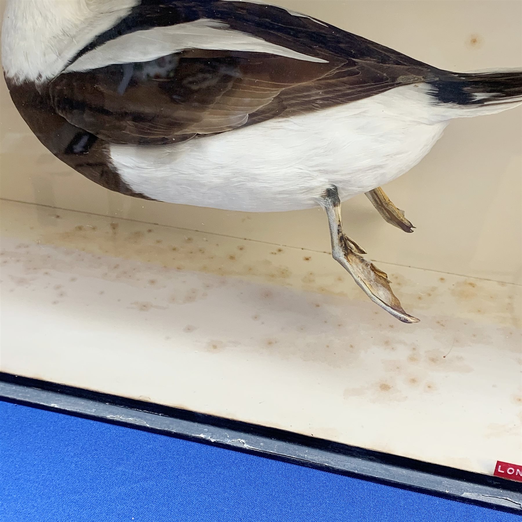 Taxidermy: A 20th century cased Long-Tailed Duck (Clangula hyemalis), full mount, modelled in swimming pose, encased within an ebonised single pane display case, H43cm L63.5cm D21cm 