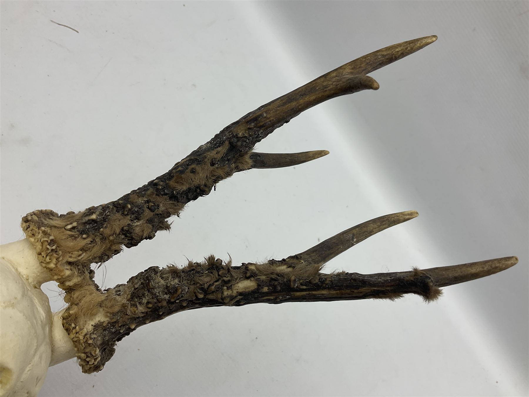 Antlers/Horns; Roe deer (Capreolus capreolus), two pairs of Roebuck Antlers with partial skull , upon wooden shields, H32cm