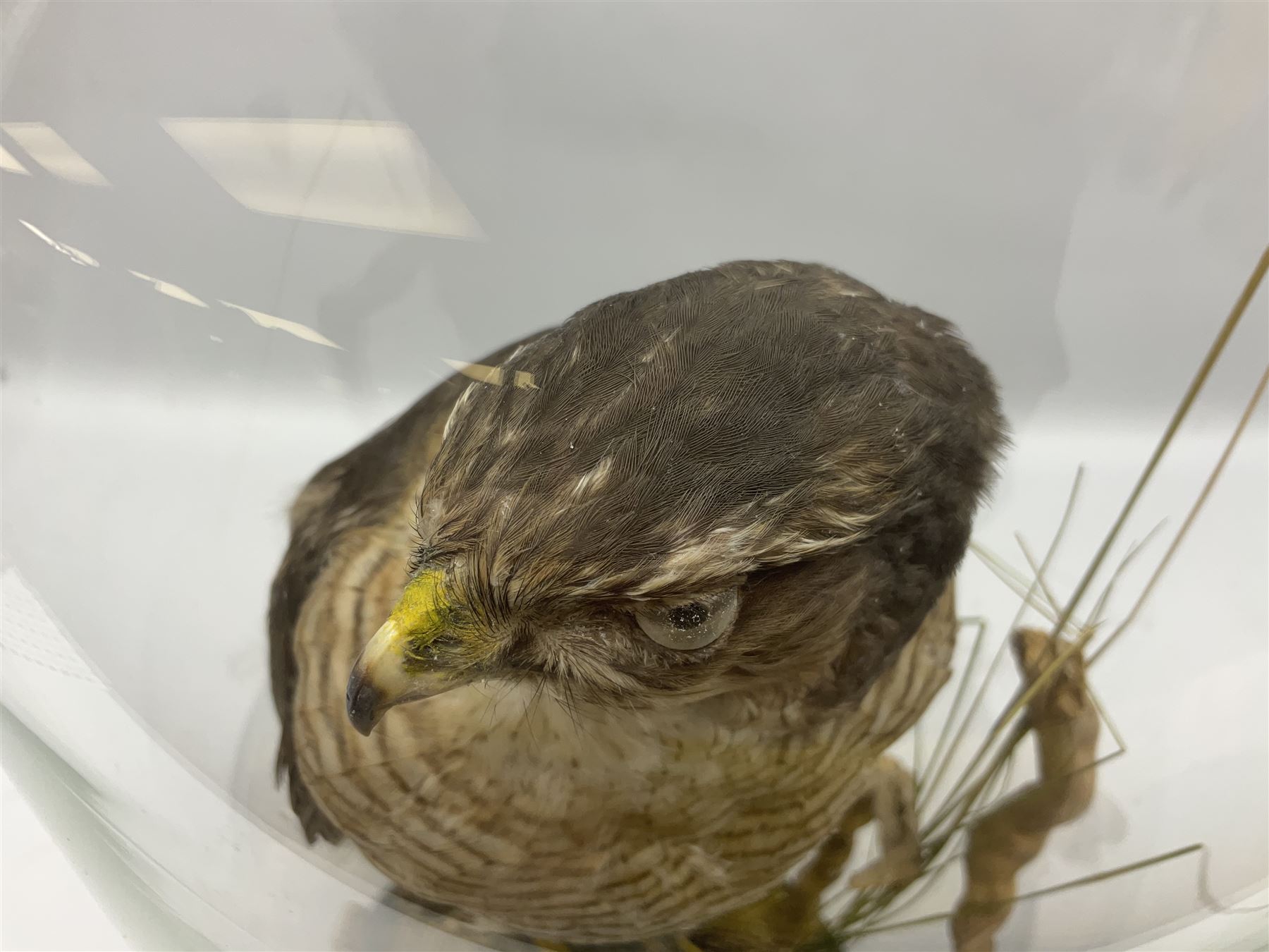 Taxidermy; Victorian European Sparrowhawk (Accipiter nisus), a full mount adult with pray,  perched upon a tree stump amidst a naturalistic setting, encased within a glass dome with an ebonised base, H55cm