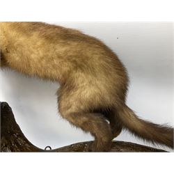 Taxidermy: pine marten (Martes martes) mounted on a naturalistic branch, H42cm