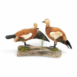 Taxidermy: Pair of Ruddy Shelducks (Tadorna ferruginea), a pair of full adult mounts, stood upon wooden logs with moss, H48cm, L80cm