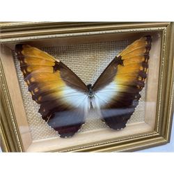 Entomology: Twelve framed displays contain thirteen specimens of tropical moths and butterflies, each mounted within gilt wall hanging picture frames of various sizes, specimens including Morpho Godarti, Caligo idomeneus, Cisseis morpho, Cathosia biblis etc, largest L35cm W30cm 
