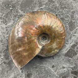 Cleoniceras opalised ammonite upon a slate display matrix, with metal stand, age; Cretaceous period, location; Madagascar, matrix H16cm, L32cm
