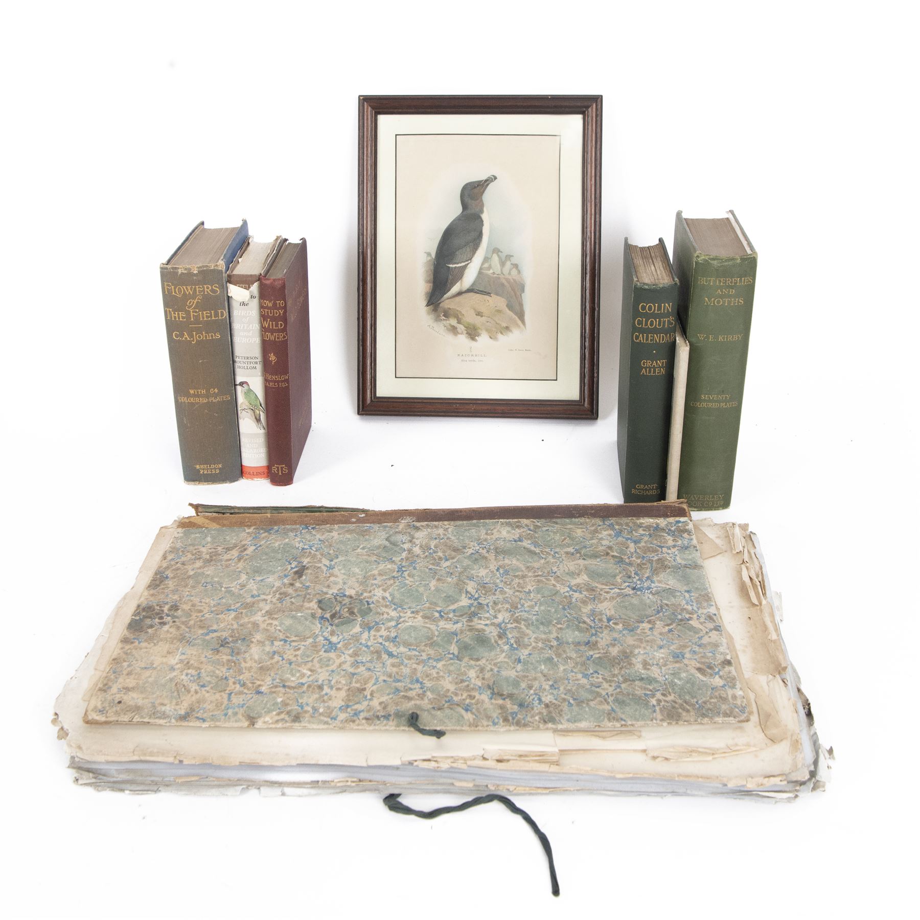 A Thorburn framed print of Razorbill, together with a Victorian book of pressed flowers, W.E Kirby Butterflies and Moths, George Henslow How to Study Wild Flowers etc