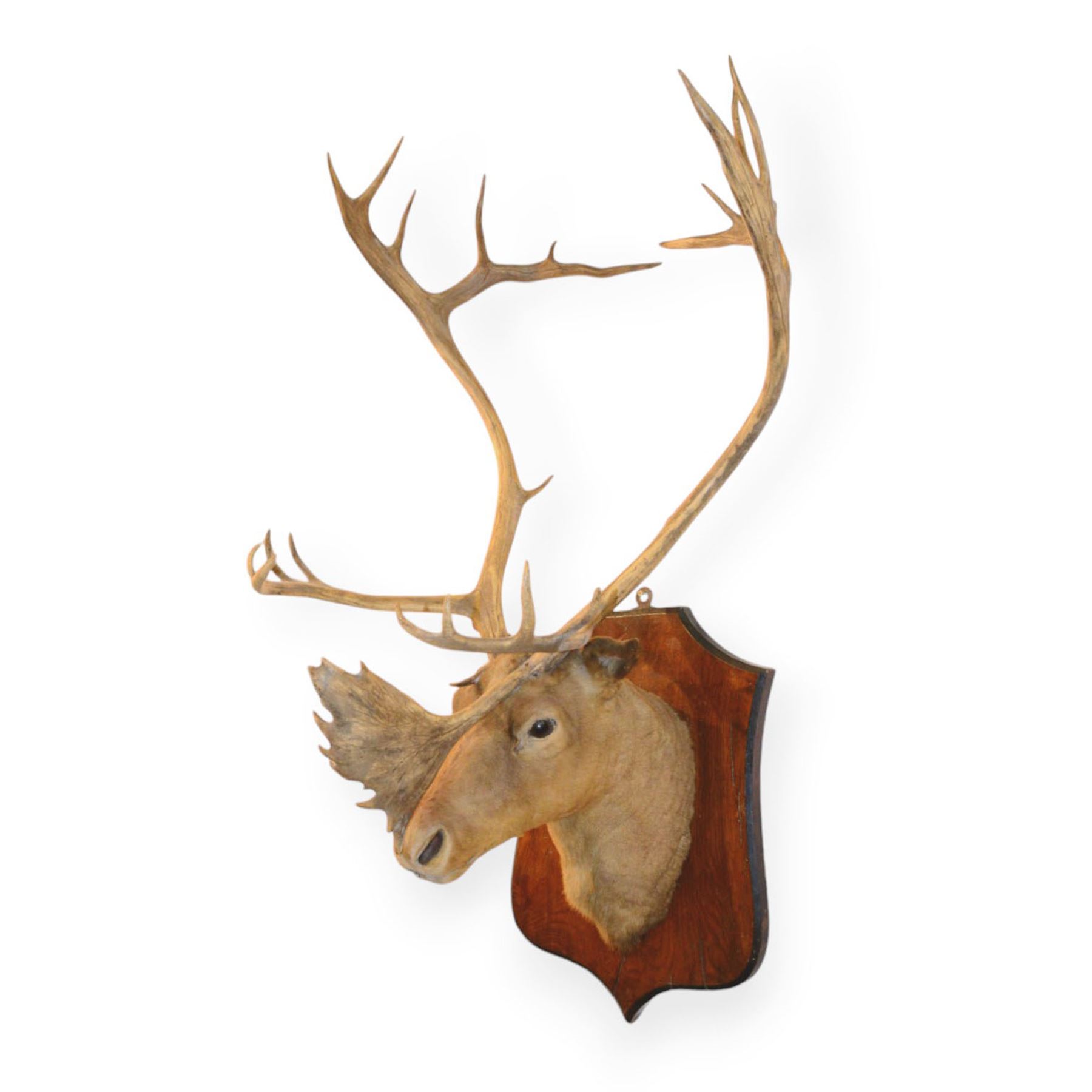 Taxidermy: Elk (Cervus Canadensis) shoulder mount looking straight ahead including an abnormal antler growth, upon a wooden shield, D60cm
