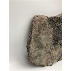 Crinoid sea bed plaque, with two crinoid specimens, probably Scyphocrinites elegans from the Silurian period, H39cm, L61cm