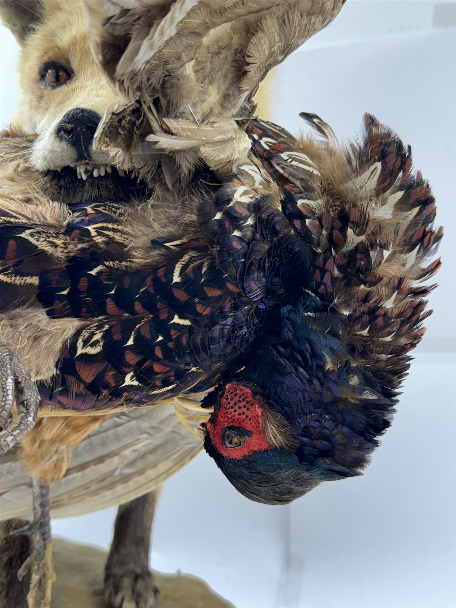 Taxidermy: Red Fox (Vulpes vulpes) with cock pheasant (Phasianus colchicus), open display upon a rocky base, H51cm