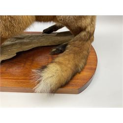 Taxidermy:  Red Fox (Vulpes vulpes), full adult mount stood upon a dry tree root and mounted on a wooden plinth, H50cm