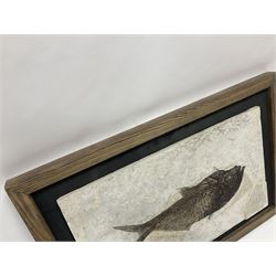 Large Fossilised fish in matrix (Knightia alta), age; Eocene period, location; Green River Formation, Wyoming, USA, in frame, fish L42cm, frame H49cm, L72cm