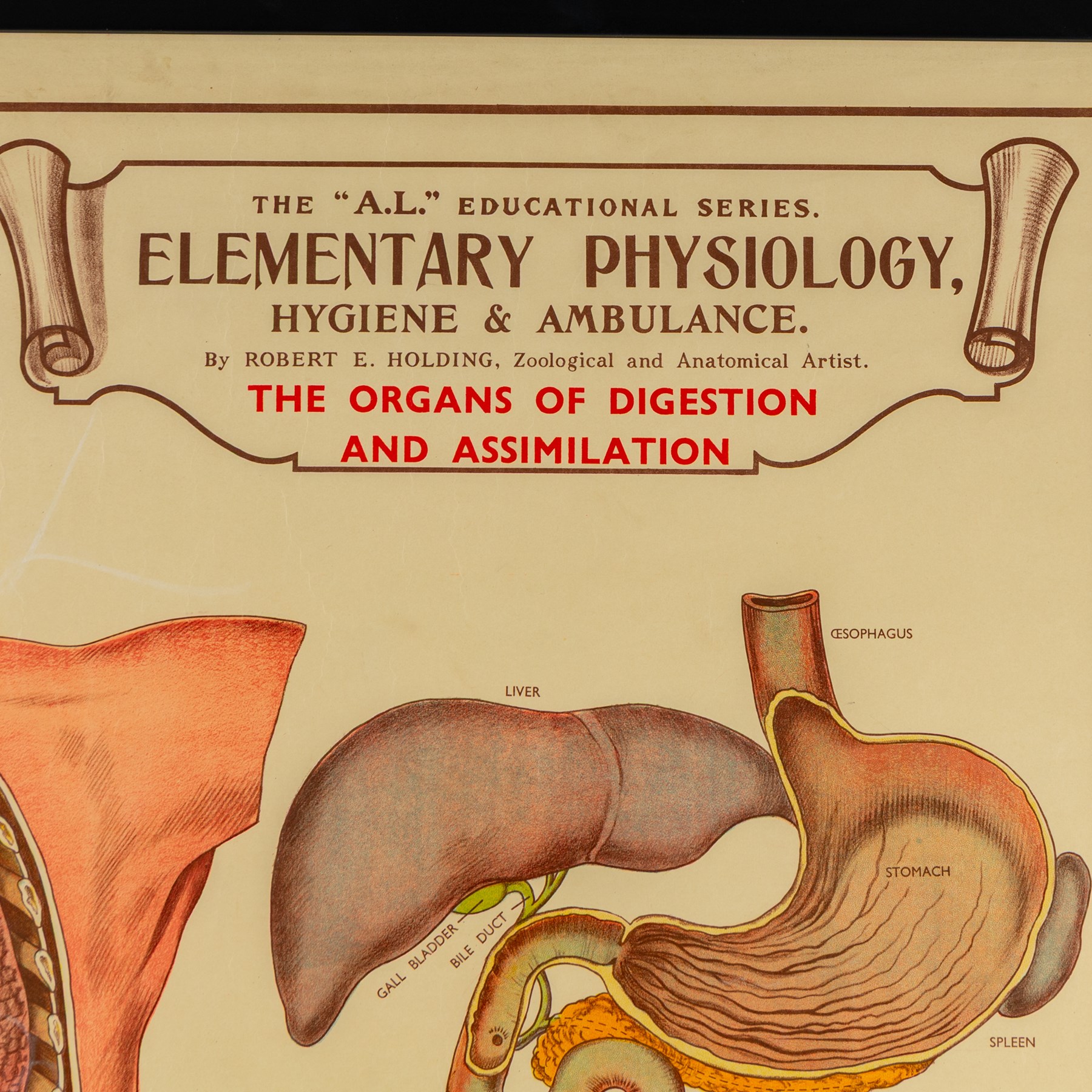 Complete set of eight 'AL Educational Series Elementary Physiology Hygiene and Ambulance' medical posters by Robert R Holding (Zoological and Anatomical artist), published by E J Arnold & Son Ltd of Leeds, Glasgow and Belfast, all framed