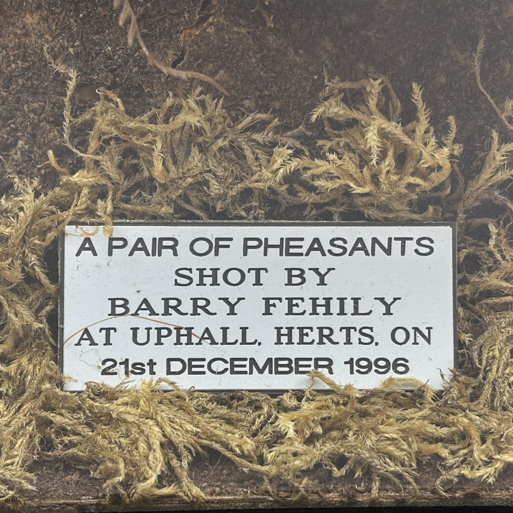 Taxidermy: Cased pair of Ring-necked Pheasants (Phasianus colchicus), pair of full adults mount, mounted amidst naturalistic setting, against a graduated watercolour backdrop, enclosed within a ebonised four pane glass display case, bearing data plaque 'A Pair of Pheasants Shot By Barry Fehily at Uphall, Herts, on 21st December 1996' H82cm W62cm
