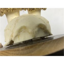 Antlers/Horns; Roe deer (Capreolus capreolus), two pairs of Roebuck Antlers with partial skull , upon wooden shields, H32cm