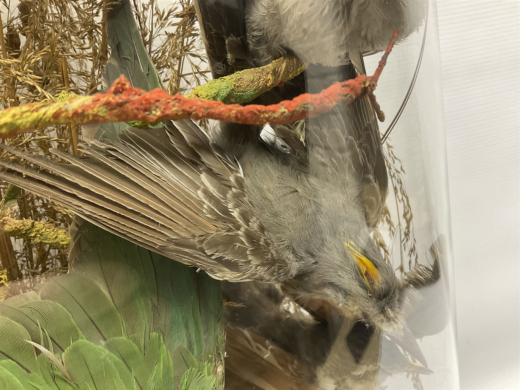 Taxidermy; large Victorian domed taxidermy diorama study of birds, with seventeen specimens including Ring Necked Parakeet, Blue Winged Warbler and Blackbird, the glass dome upon an ebonised wooden base, H77cm, W44cm