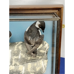 Taxidermy: 20th century cased pair of Little Auks (Alle alle), full mounts standing upon a simulated rocky ledge, set against a light blue painted backdrop, encased within a five pane display case with frame mount, with taxidermy paper label verso detailed David Astley Taxidermist, H38cm L40cm D12.5cm 