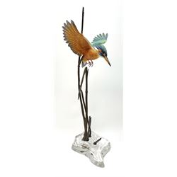 David Fryer Studios for Royal Worcester, a limited edition bronze and porcelain model of a kingfisher in flight, supported by bronze rushes, upon a clear base, signed D Fryer, and numbered 206/750, H48cm. 