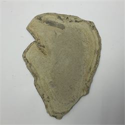 Dragonfly larvae (Libellula doris), together with four Mosasaur teeth, four trilobites (Crotalocephalina gibba) and one other tooth