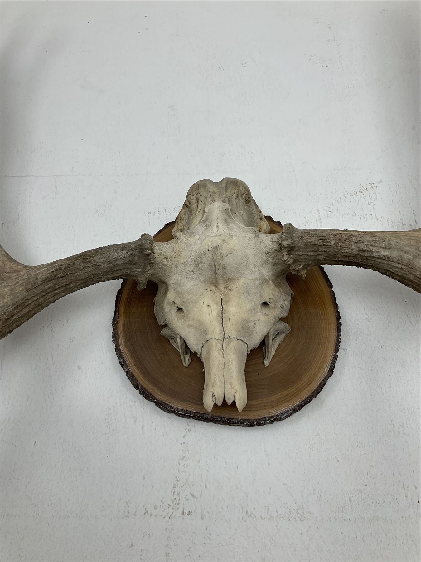 Antlers/Horns North American Moose Antlers (Alces alces), adult bull