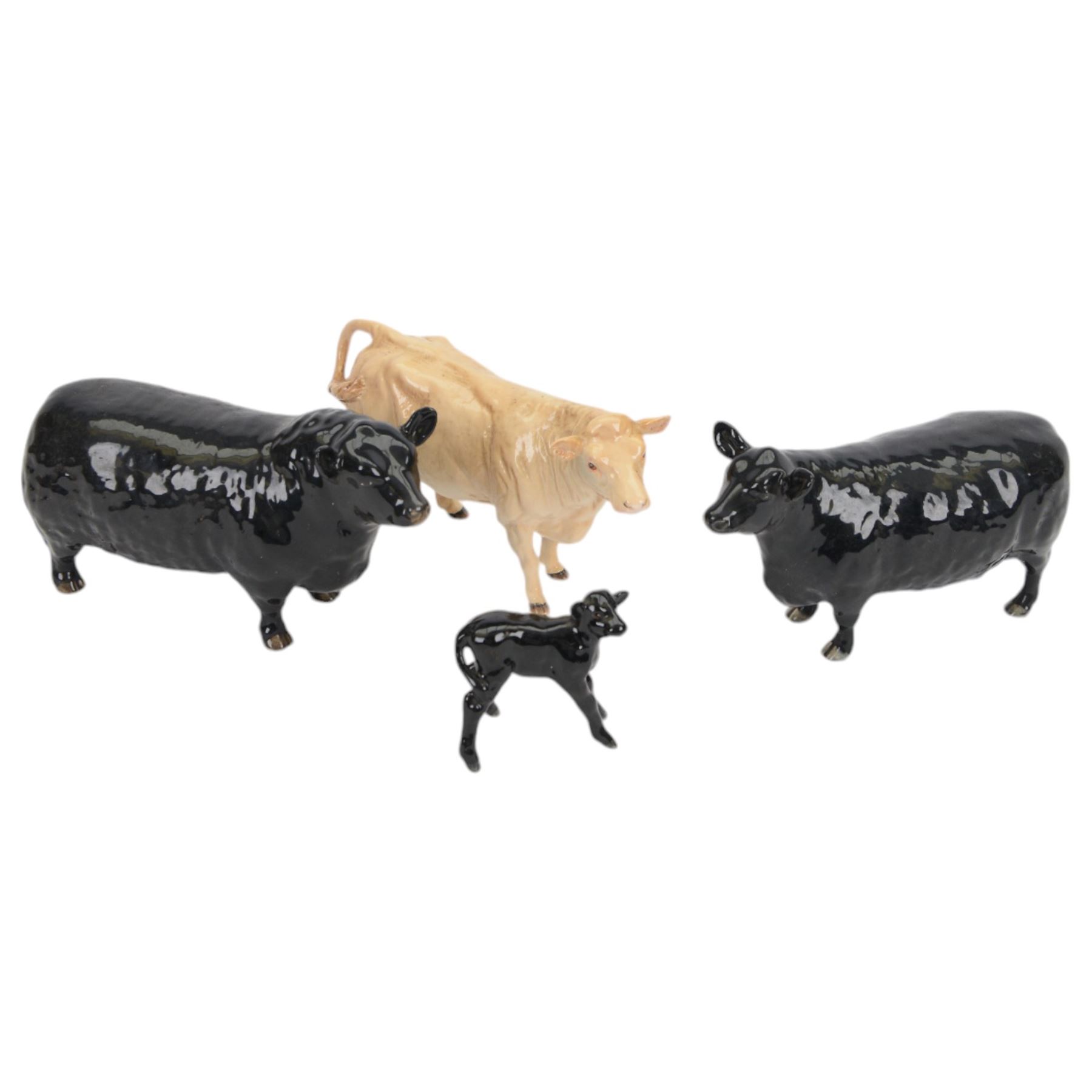 Four Beswick cattle figures, comprising Aberdeen Angus family; Bull, model 1562, Cow, model 1563 and Calf model 1249 and Charolais Cow model 3075