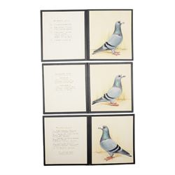 Harry Hoyle (Early 20th Century): Racing Pigeons - 'Blue Dragoon Cock 06-30' 'Blue Dragoon...