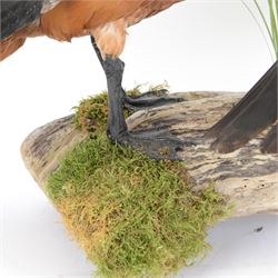 Taxidermy: Pair of Ruddy Shelducks (Tadorna ferruginea), a pair of full adult mounts, stood upon wooden logs with moss, H48cm, L80cm