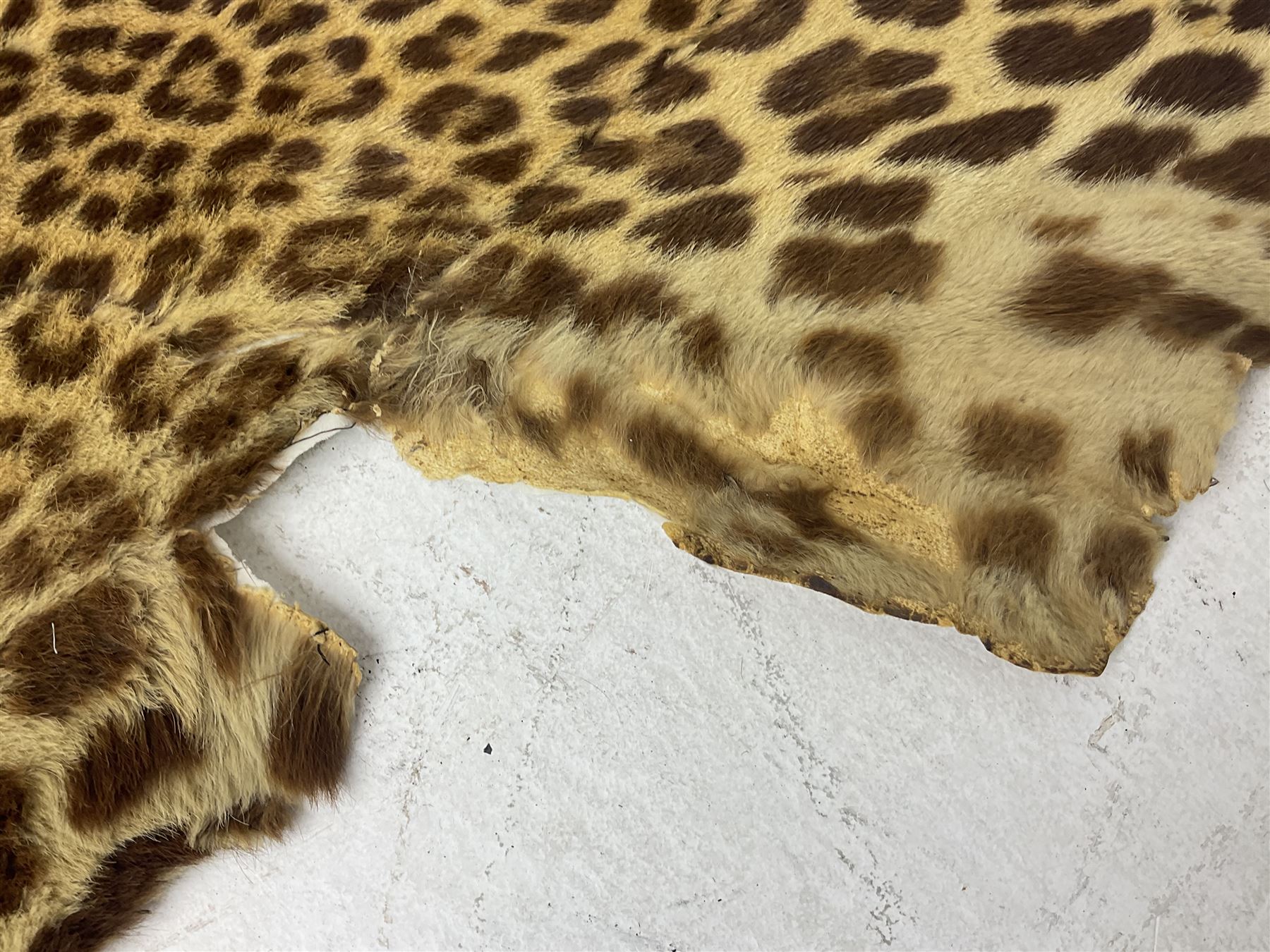 Taxidermy: Early 20th century Indian leopard (Panthera pardus fusca), adult skin rug with head mount, mouth agape, with limbs outstretched, nose to tail L156cm