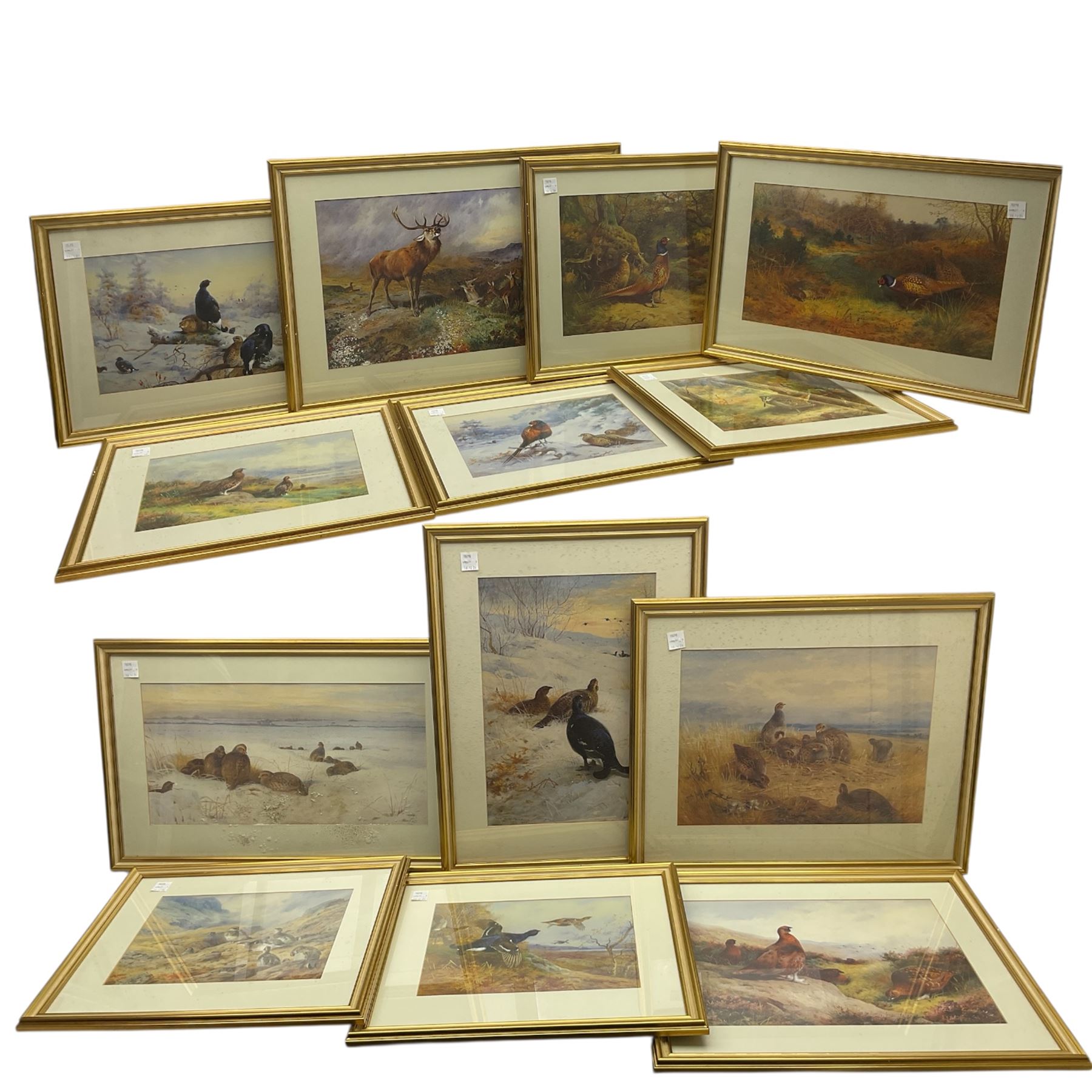 After Archibald Thorburn: Wildlife and Game, thirteen gilt framed prints (13)