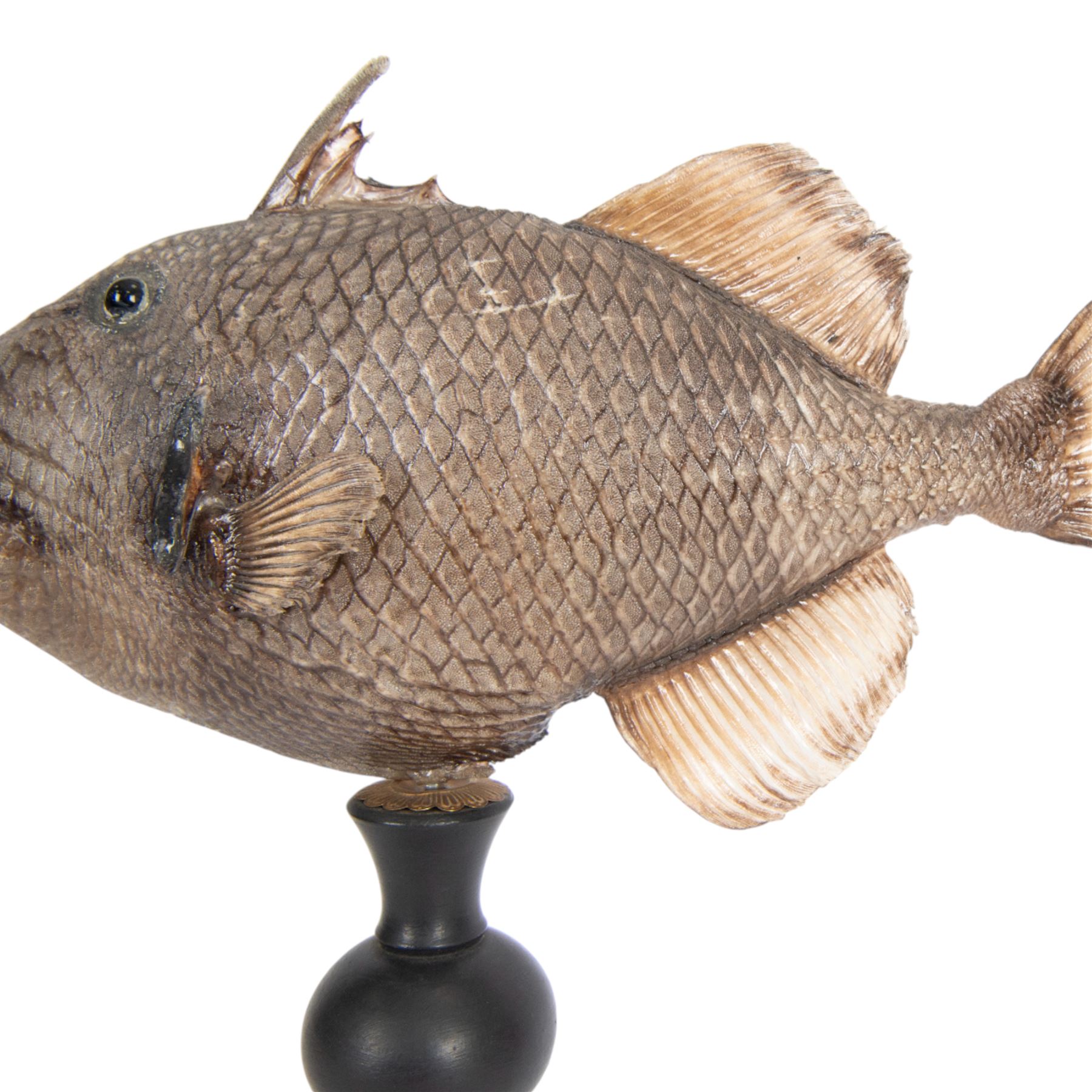 Taxidermy; Preserved Triggerfish (Balistidae), full adult mount, mounted upon an ebonised pedestal, fish L48cm, overall H50cm