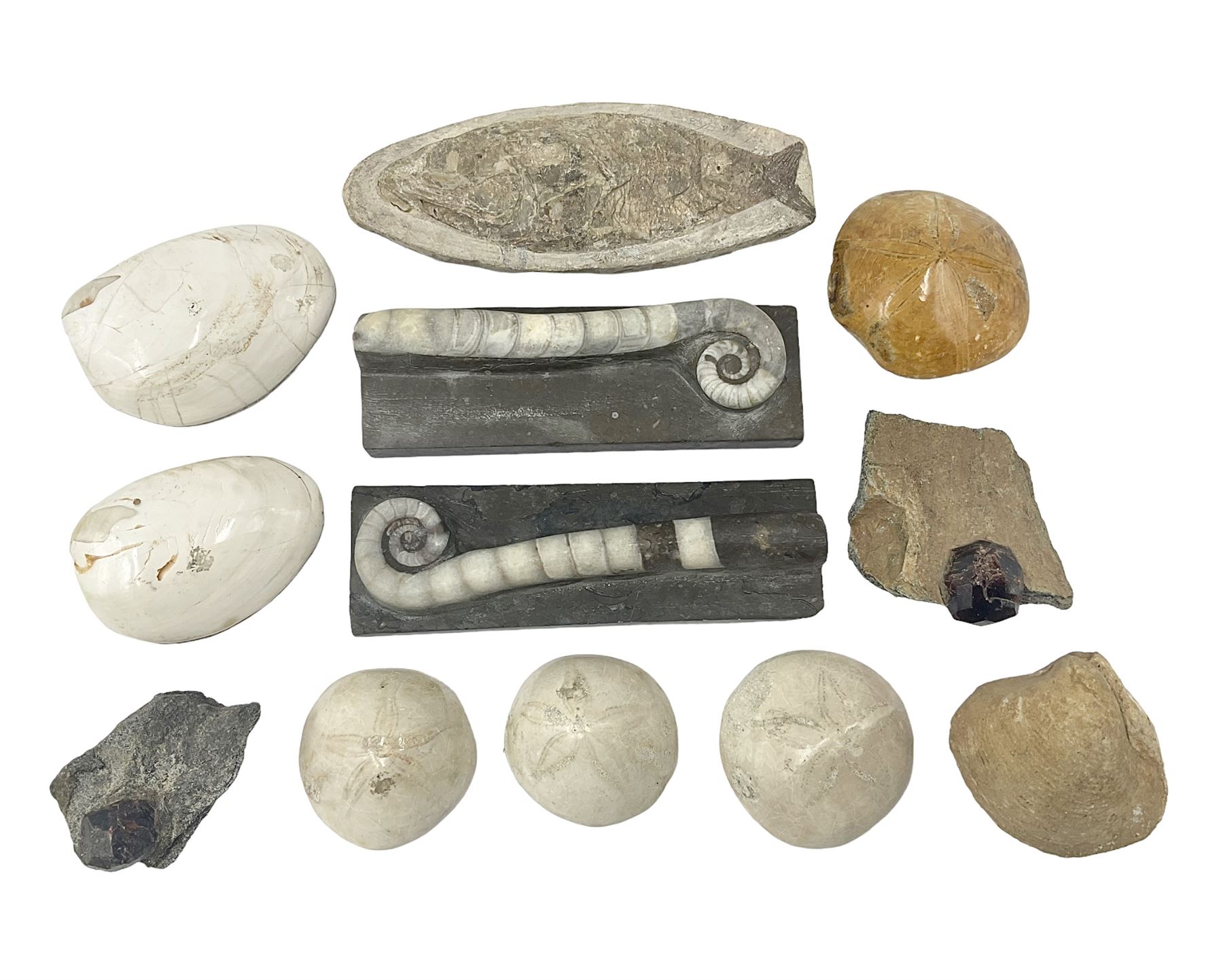 Two polished Lituites lituus fossils, together with four Scutella echinoids, fossilised fish and three other fossils and two minerals 