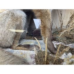 Taxidermy: 19th century cased display Red Fox (Vulpes vulpes), full adult mount in seated position with tail curled in front, in a naturalistic setting, encased within a ebonised single pane display case, H64cm, L58cm