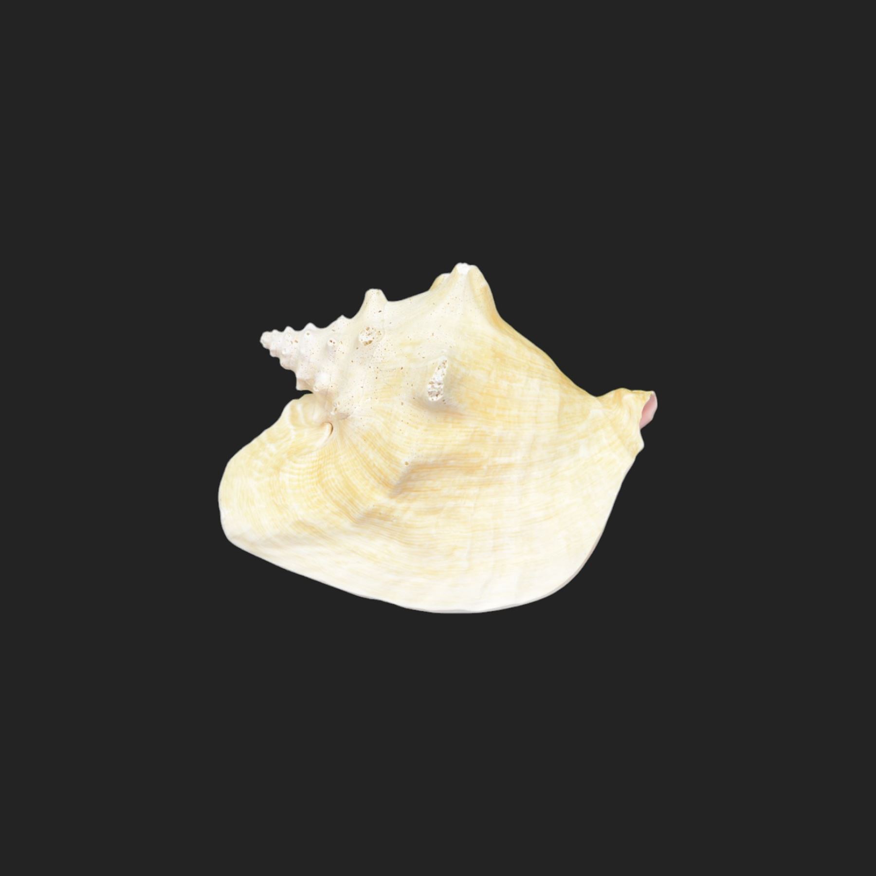 Conchology: including Abalone mother of pearl shell, Lambis shell, four conch shells, and others