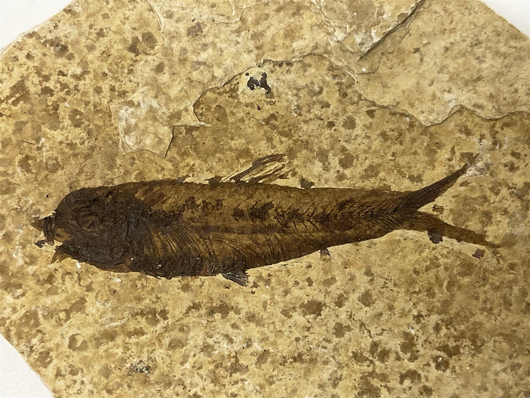 Four fossilised fish (Knightia alta) each in an individual matrix; age; Eocene period, location; Green River Formation, Wyoming, USA, largest matrix H8cm, L10cm
