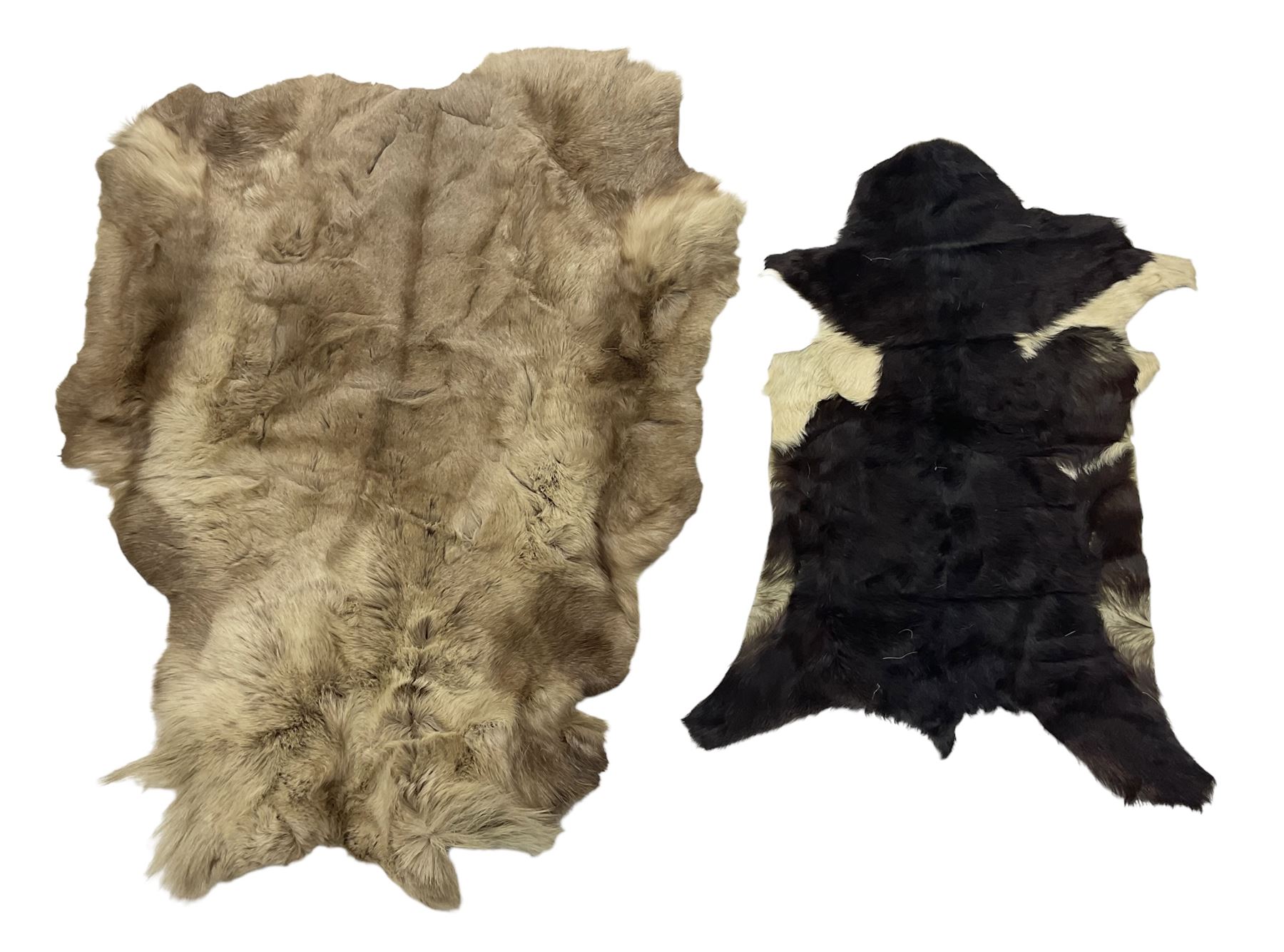 Taxidermy; Goat (Capra aegagrus hircus) pelt and deer (Cervidae) pelt, largest example L127cm