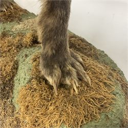 Taxidermy: European Red Fox (Vulpes vulpes), full mount adult on open display with standing alert with ears forward front paw raised, upon a naturalist base, H62cm, L78cm