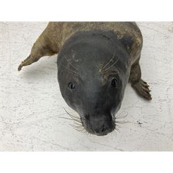 Taxidermy: early 20th century Common seal (Phoca Vitulina), full mount young adult, in a swimming pose, L115cm 