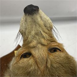 Taxidermy; Red Fox Mask (Vulpes vulpes) by Peter Spicer & Sons, Leamington, head turned to the left in snarling pose on oak shield with plaque 'Old Pumping Station Goathland March 31st 1933'