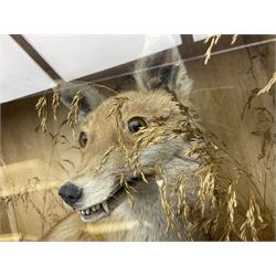 Taxidermy: 19th century cased display Red Fox (Vulpes vulpes), full adult mount in seated position with tail curled in front, in a naturalistic setting, encased within a ebonised single pane display case, H64cm, L58cm