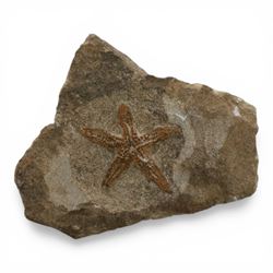 Five starfish fossils, comprising Lapworthura sp age; Ordovician period, location Dorset England, Lapworthura miltoni, age; Silurian period location; Ludlow Shropshire, England, Ophuriodea sp age; Ordovician period, location; Atlas Mountain Morocco, Asteroid sp. age; Ordovician period, location Atlas Morocco and Ophioderma egertoni, age; Jurassic period, location; Dorset Coast England  