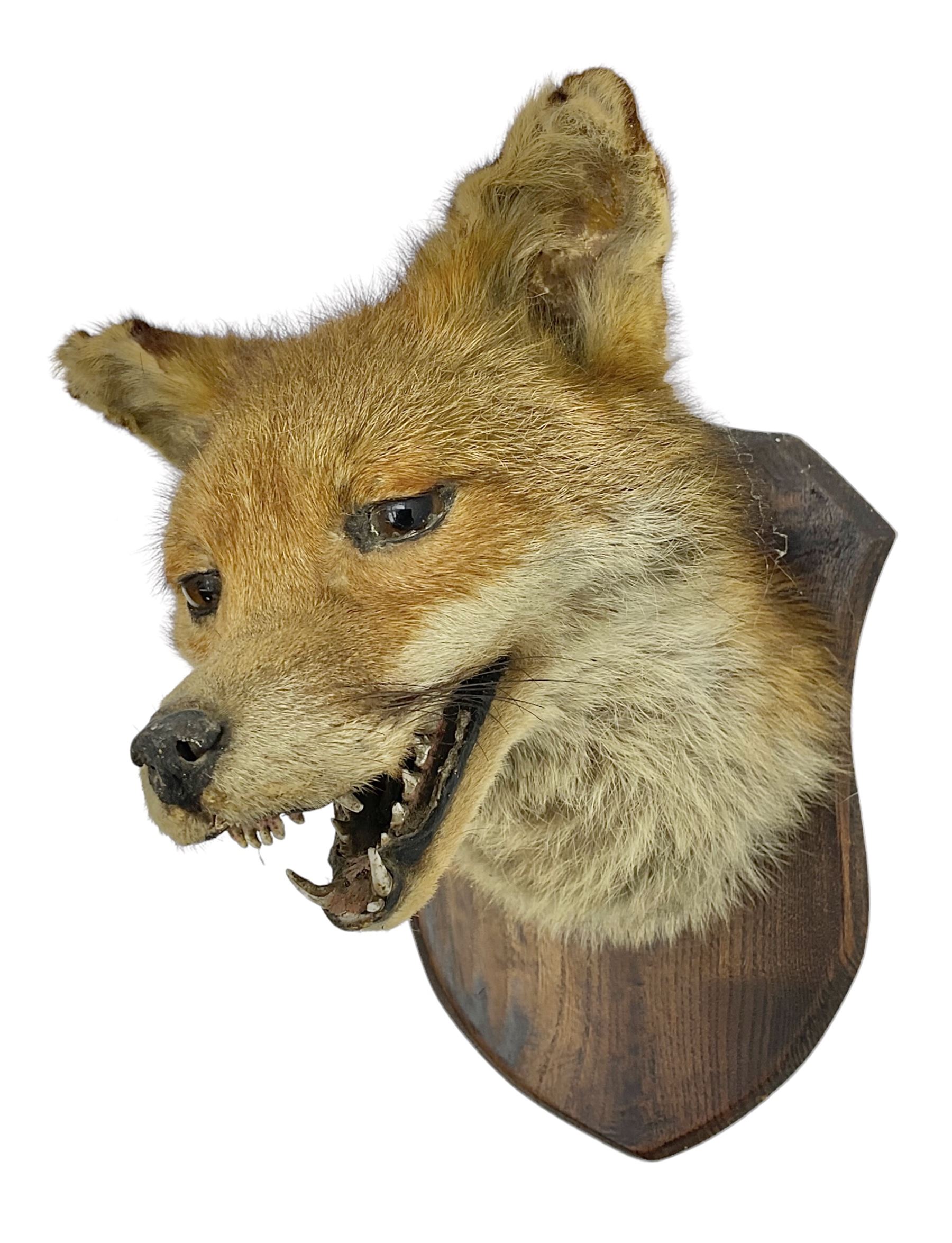 Taxidermy; Red fox mask (Vulpes vulpes), an adult head mount looking straight ahead, with mouth open bearing teeth, mounted upon a oak shield, H30cm 
